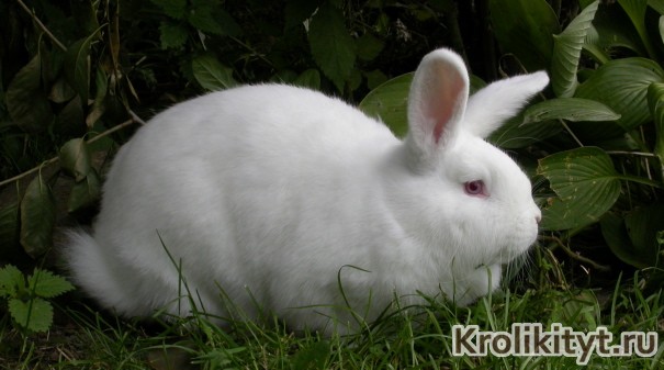 Новозеландский белый кролик Новозеландский белый кролик фото